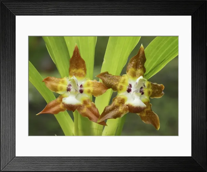 Framed Print : Orchid Costa Rica