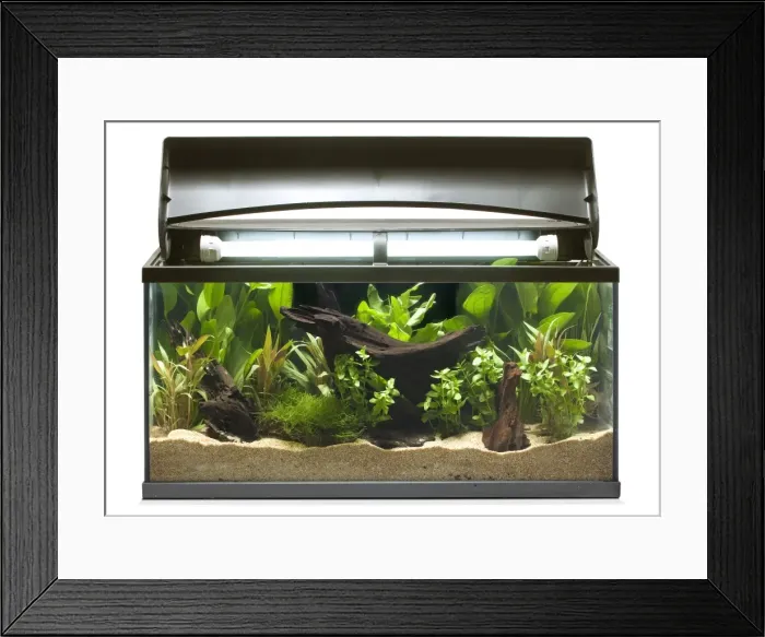 Framed Print : Fish tank - in studio Framed Print : Fish tank - in studio