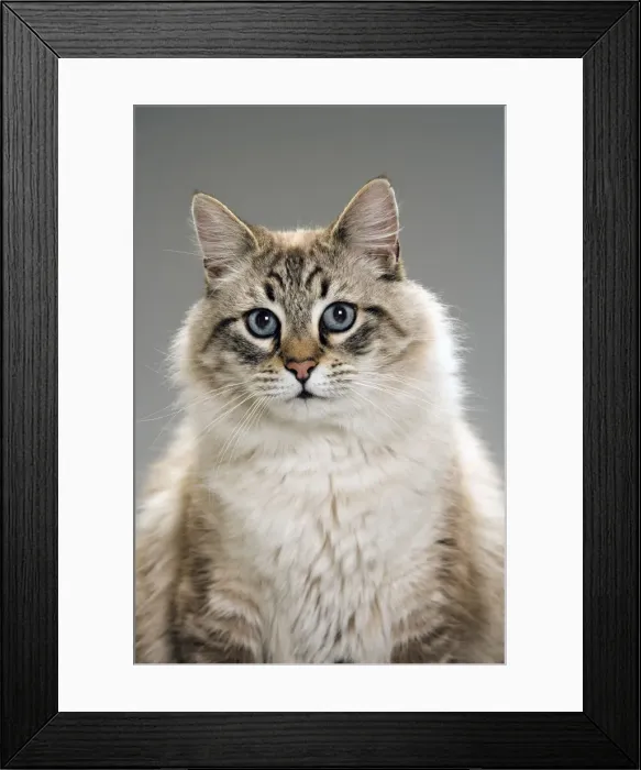 Framed Print : Long-haired cat in studio Framed Print : Long-haired cat in studio