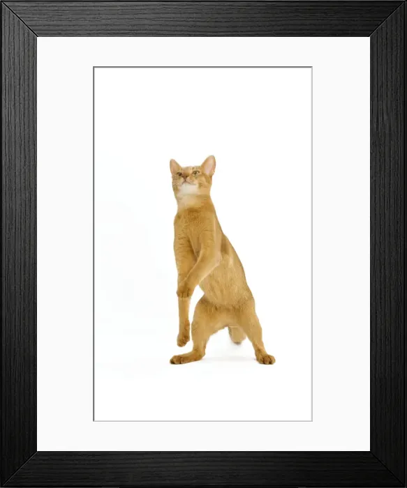 Framed Print : Cat - Abyssinian - red - in studio on hind legs Framed Print : Cat - Abyssinian - red - in studio on hind legs