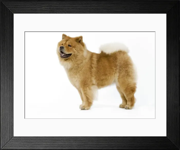 Framed Print : Dog - Chow chow Framed Print : Dog - Chow chow