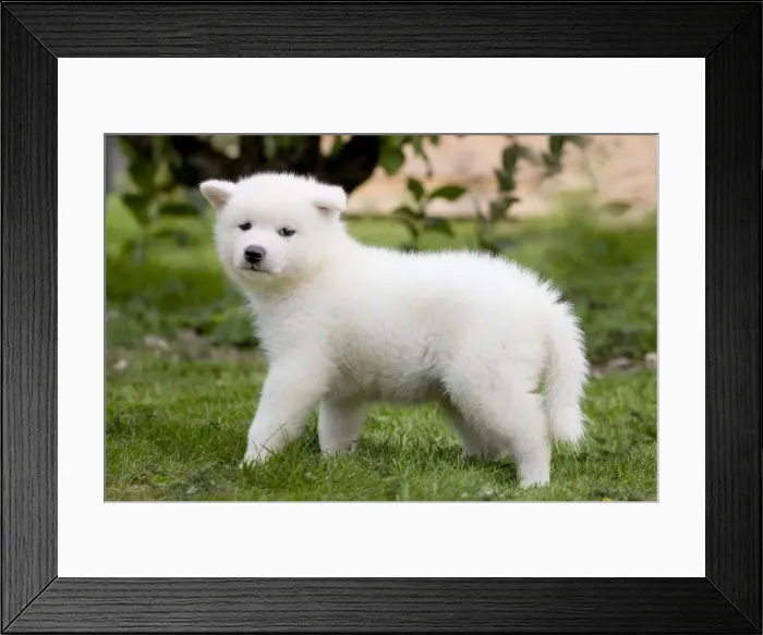 Framed Print : Dog - Akita Inu puppy in garden Framed Print : Dog - Akita Inu puppy in garden