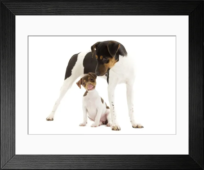 Framed Print : Dog - Brazilian Terrier - adult & puppy in studio Framed Print : Dog - Brazilian Terrier - adult & puppy in studio