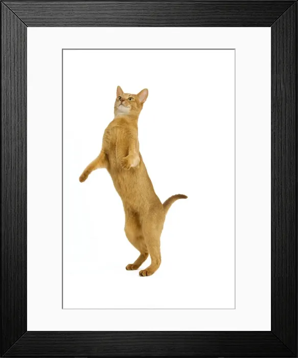 Framed Print : Cat - Abyssinian - red - in studio on hind legs Framed Print : Cat - Abyssinian - red - in studio on hind legs