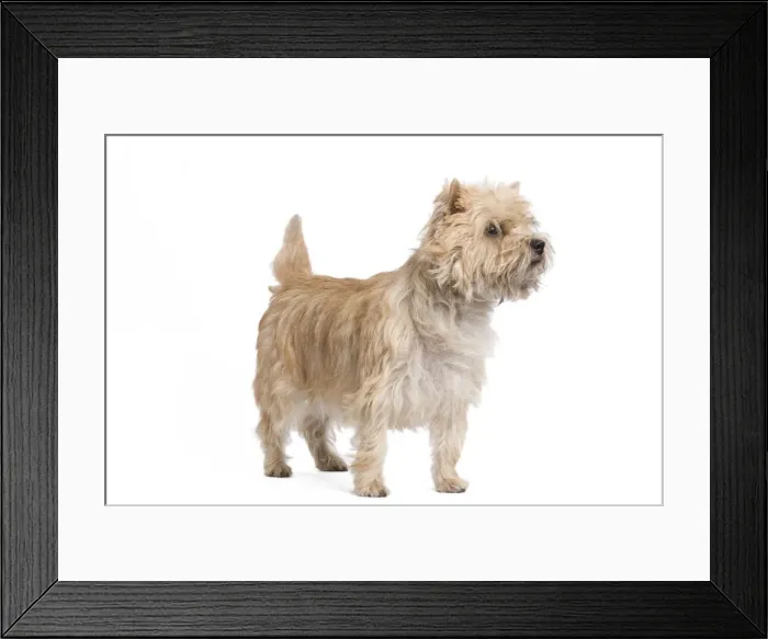 Framed Print : Dog - Cairn Terrier Framed Print : Dog - Cairn Terrier