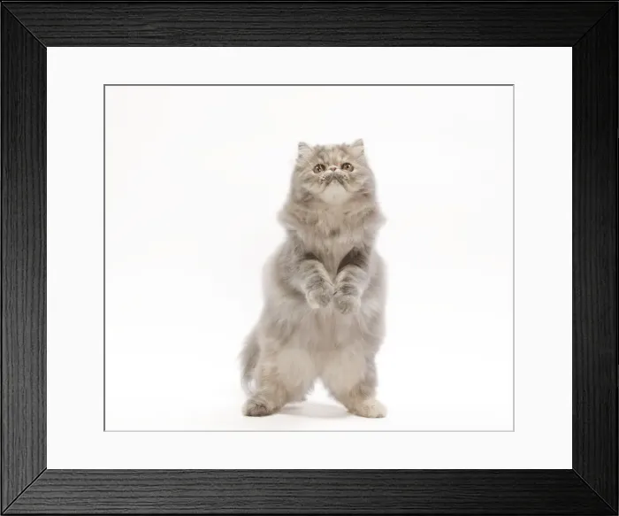 Framed Print : Cat - Persian blue & creme blotched tabby - 6 month old kitten in studio on hind legs Framed Print : Cat - Persian blue & creme blotched tabby - 6 month old kitten in studio on hind legs