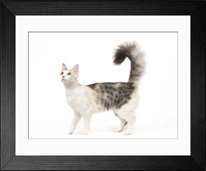 Framed Print : Cat - Turkish Angora - Blacksilver mackerel tortie tabby and white Framed Print : Cat - Turkish Angora - Blacksilver mackerel tortie tabby and white