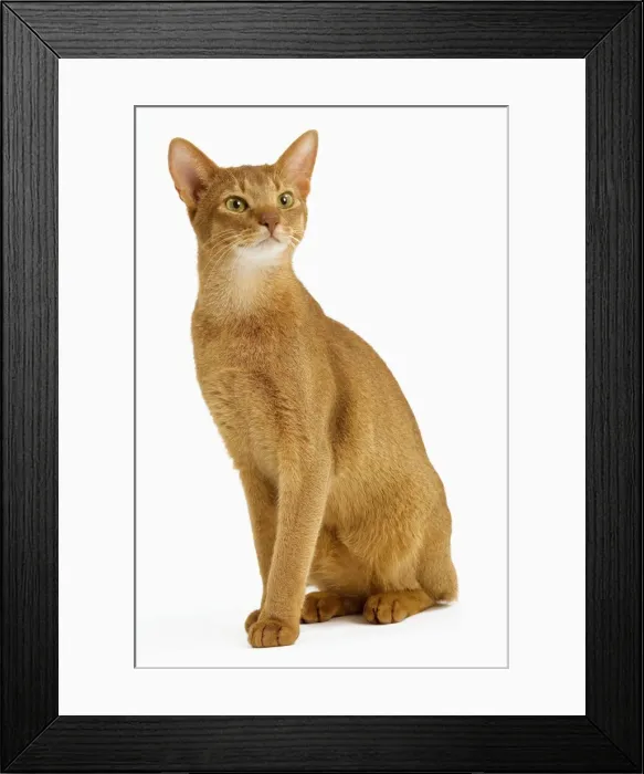 Framed Print : Cat - Abyssinian - red - in studio Framed Print : Cat - Abyssinian - red - in studio