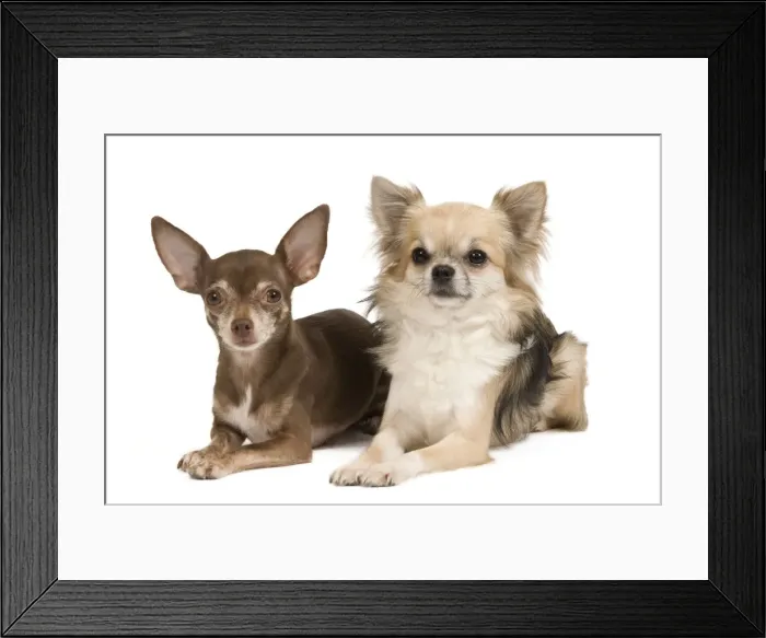 Framed Print : Dog - Long-haird & short-haired Chihuahua in studio Framed Print : Dog - Long-haird & short-haired Chihuahua in studio