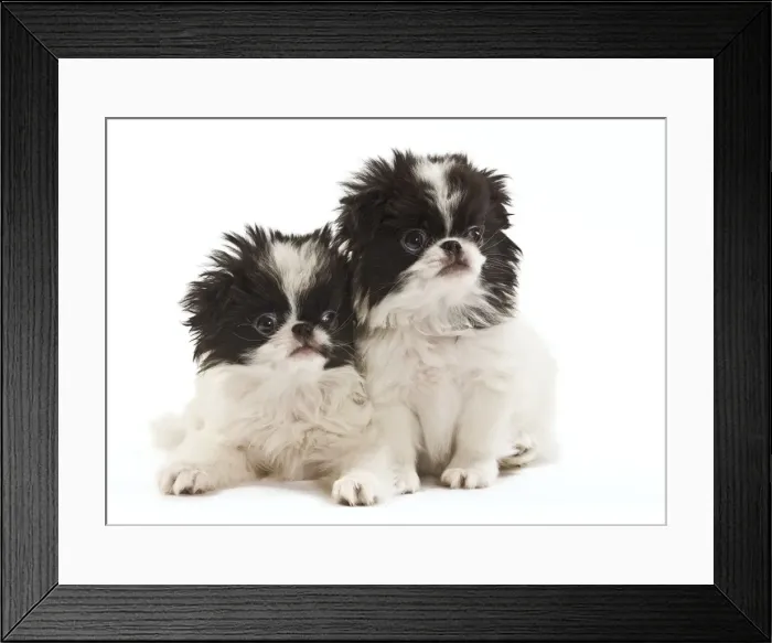 Framed Print : Dog - Japanese Chin / Spaniel - puppies in studio Framed Print : Dog - Japanese Chin / Spaniel - puppies in studio