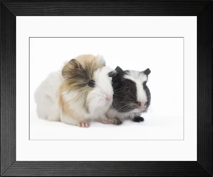 Framed Print : Guinea pig - baby in studio Framed Print : Guinea pig - baby in studio