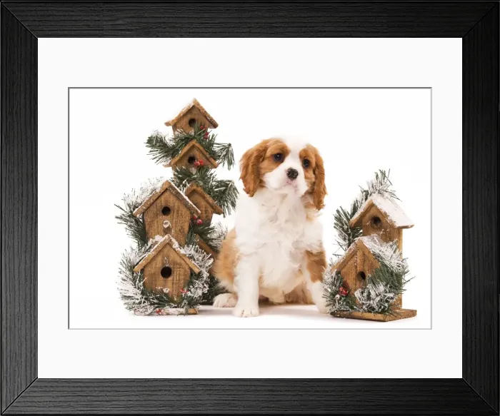 Framed Print : Dog - Cavalier King Charles Spaniel puppy sitting by festive bird boxes