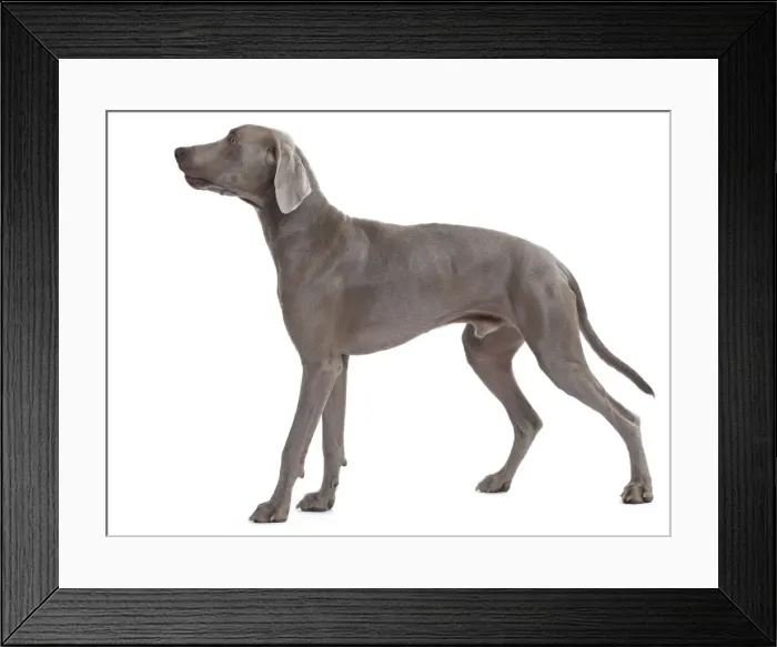 Framed Print : Dog - Weimaraner Framed Print : Dog - Weimaraner