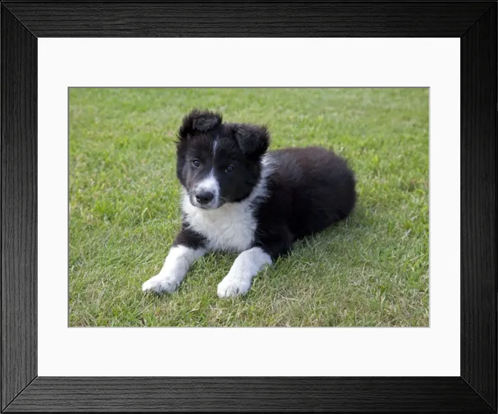 Framed Print : Black and White Border Collie Sheep Dog - puppy - Cotswolds UK Framed Print : Black and White Border Collie Sheep Dog - puppy - Cotswolds UK