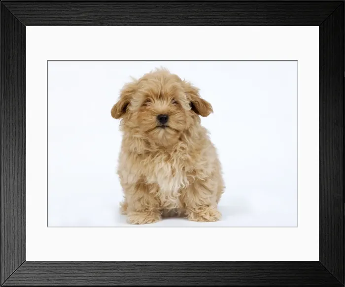 Framed Print : Dog - Bichon Havanais / Havanese in studio Framed Print : Dog - Bichon Havanais / Havanese in studio