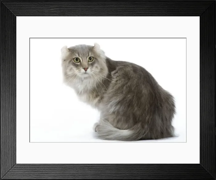 Framed Print : Cat - American curl blue blotched tabby in studio Framed Print : Cat - American curl blue blotched tabby in studio