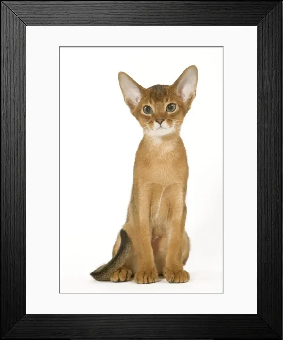Framed Print : Cat - Abyssinian ruddy in studio Framed Print : Cat - Abyssinian ruddy in studio