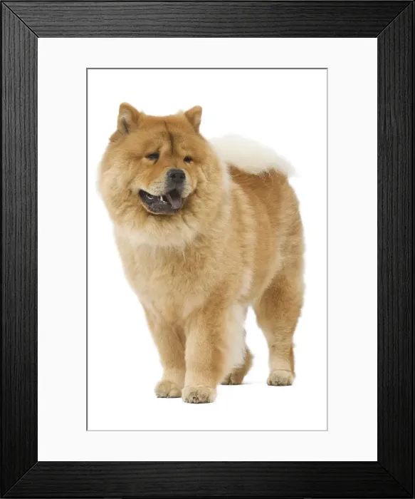 Framed Print : Dog - Chow chow - in studio Framed Print : Dog - Chow chow - in studio