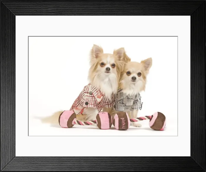 Framed Print : Dog - two Long-haired Chihuahuas in studio wearing dog shirts with doggy dumbell toys Framed Print : Dog - two Long-haired Chihuahuas in studio wearing dog shirts with doggy dumbell toys