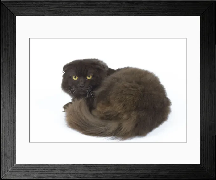 Framed Print : Cat - Highland Fold in studio