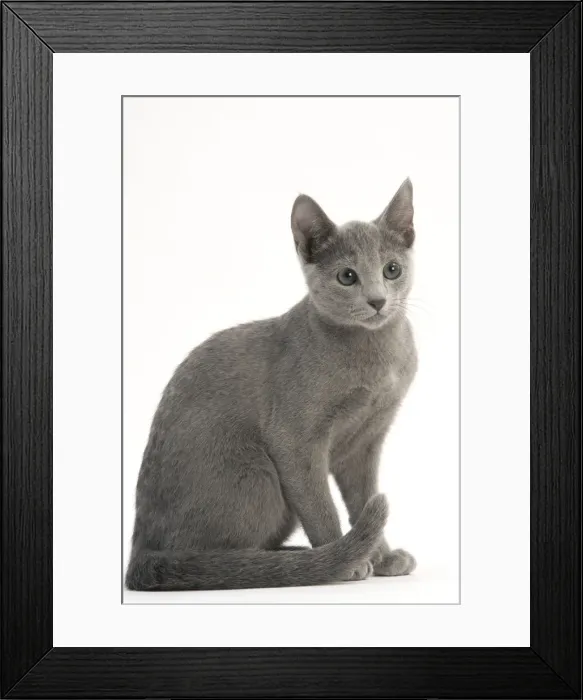 Framed Print : Cat - Russian Blue Framed Print : Cat - Russian Blue