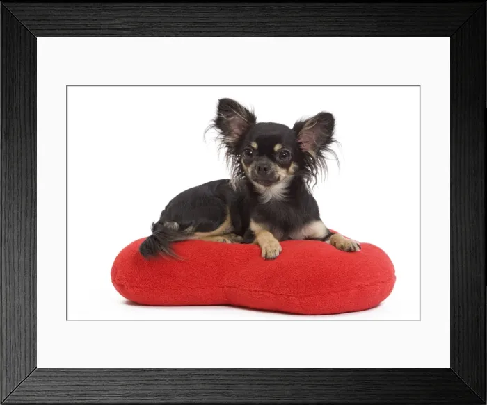 Framed Print : Dog - Long-haired Chihuahua in studio on red heart cushion Framed Print : Dog - Long-haired Chihuahua in studio on red heart cushion