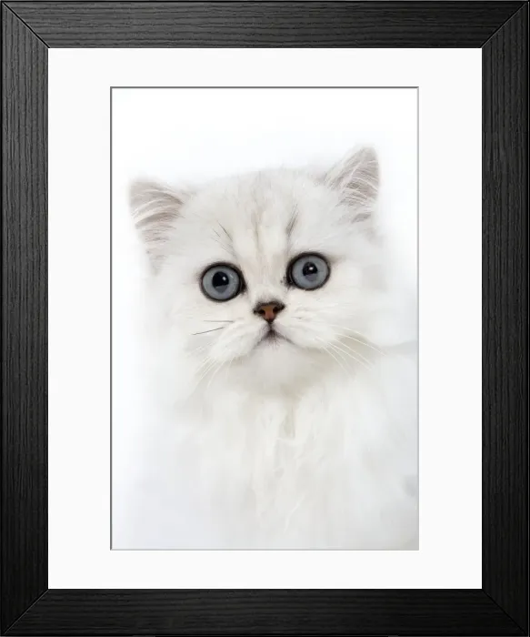 Framed Print : Cat - Persian chinchilla kitten in studio Framed Print : Cat - Persian chinchilla kitten in studio