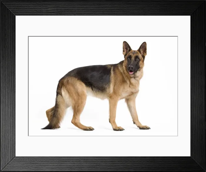 Framed Print : Dog - German Shepherd / Alsatian Framed Print : Dog - German Shepherd / Alsatian