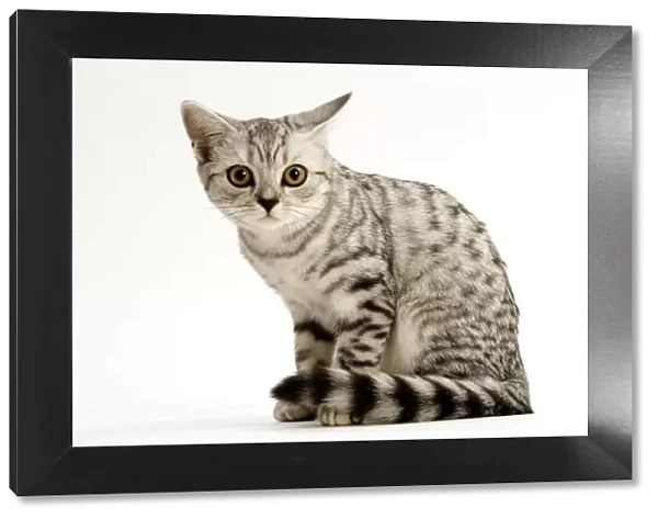 Cat - British shorthair kitten - silver spotted tabby