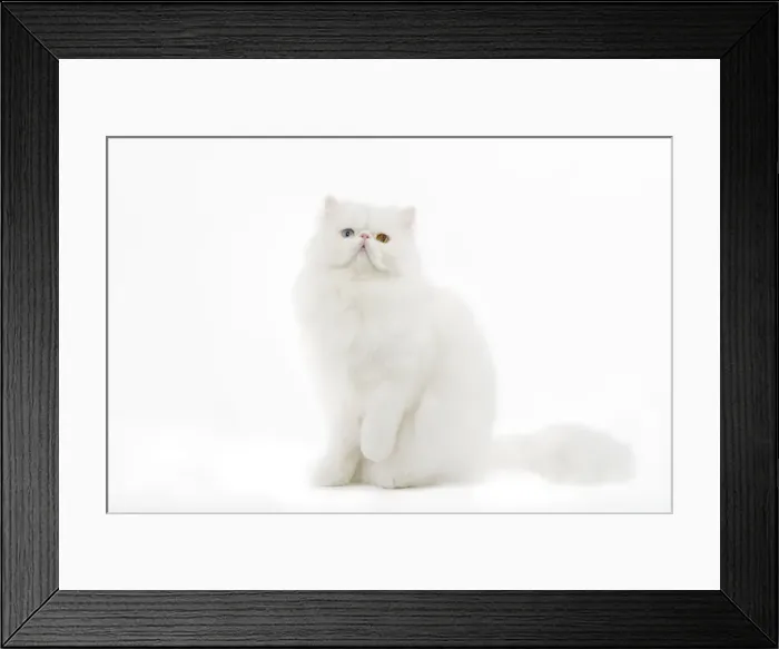 Framed Print : Cat - white Persian with different coloured eyes in studio - one eye blue the other yellow / orange Framed Print : Cat - white Persian with different coloured eyes in studio - one eye blue the other yellow / orange