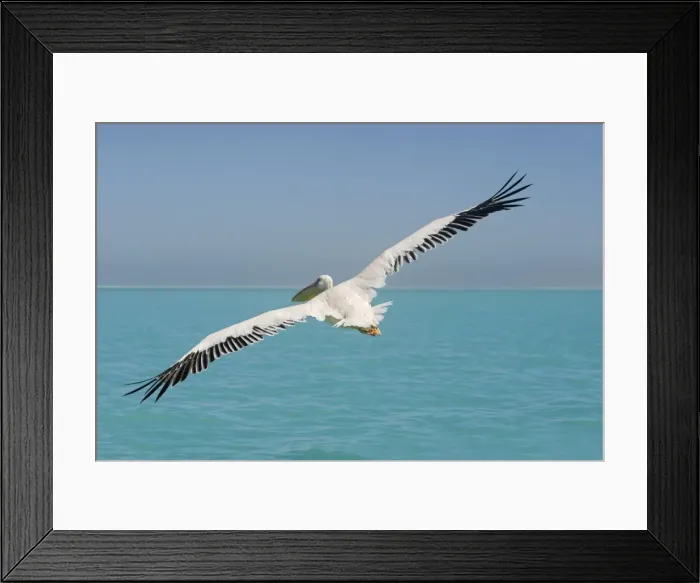Framed Print : Great White Pelican - in flight over the ocean - wings are spread to their full extent - Atlantic Ocean - Namibia - Africa Framed Print : Great White Pelican - in flight over the ocean - wings are spread to their full extent - Atlantic Ocean - Namibia - Africa