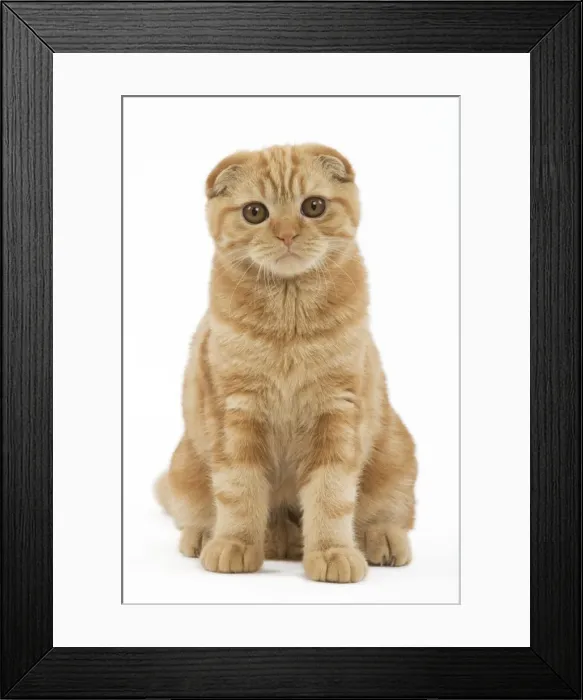Framed Print : Cat - Ginger Scottish fold in studio Framed Print : Cat - Ginger Scottish fold in studio