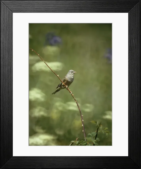 Framed Print : Ortolan Bunting - perched on thorny branch Framed Print : Ortolan Bunting - perched on thorny branch