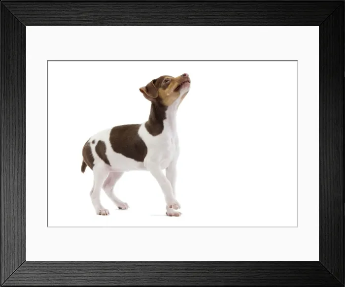 Framed Print : Dog - Brazilian Terrier puppy in studio Framed Print : Dog - Brazilian Terrier puppy in studio