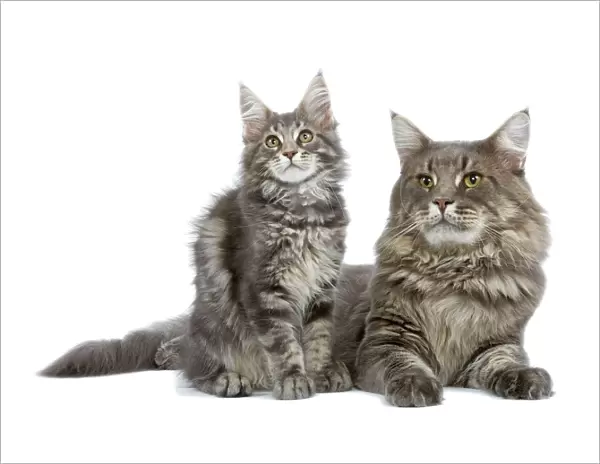 Cat - Maine Coon blue blotched tabby - adult & kitten