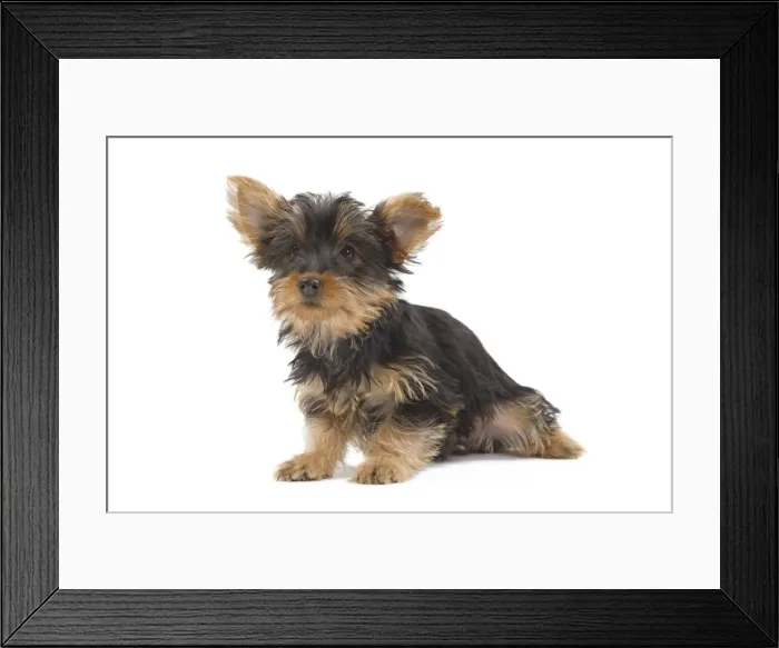 Framed Print : Dog - Australian Silky Terrier - puppy in studio. Also known as Silky Terrier or Sydney Silky Framed Print : Dog - Australian Silky Terrier - puppy in studio. Also known as Silky Terrier or Sydney Silky