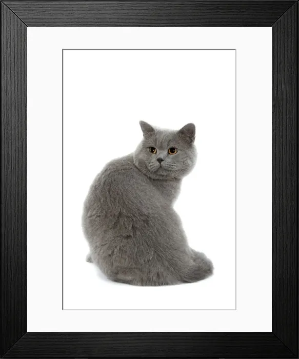 Framed Print : Cat - British Blue in studio Framed Print : Cat - British Blue in studio