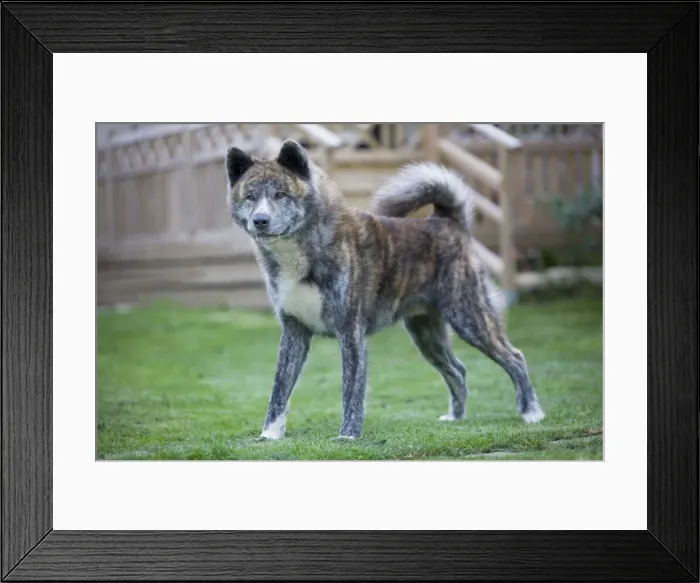 Framed Print : Dog - Akita Inu Framed Print : Dog - Akita Inu
