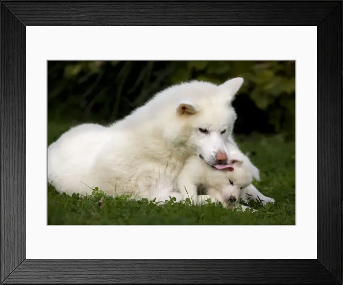 Framed Print : Dog - Akita  /  Akita Inu - adult & puppy. Also known as Japanese Akita