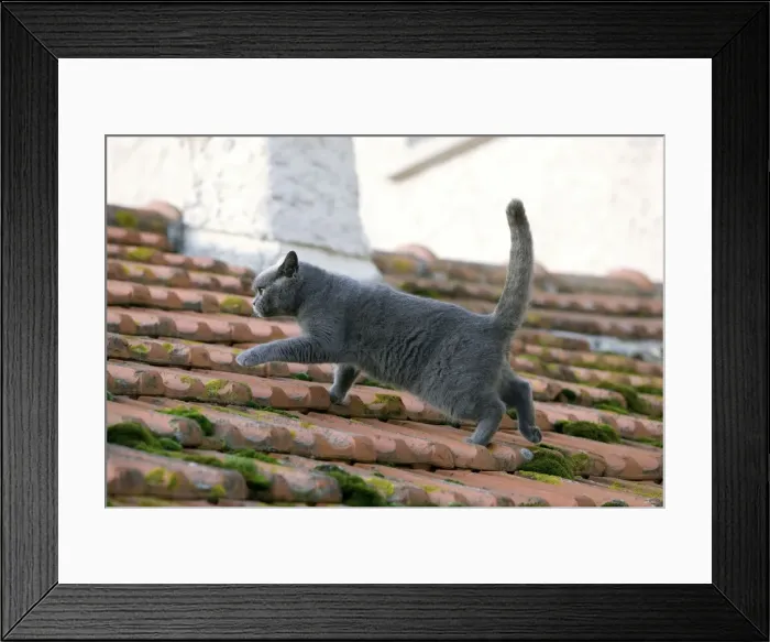 Framed Print : Cat - Chartreux walking on roof