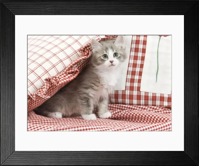 Framed Print : Cat - kitten with red cushions & material Framed Print : Cat - kitten with red cushions & material