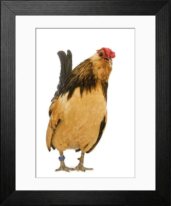 Framed Print : Belgium Bantam - Barbu d'Anvers - in studio Framed Print : Belgium Bantam - Barbu d'Anvers - in studio