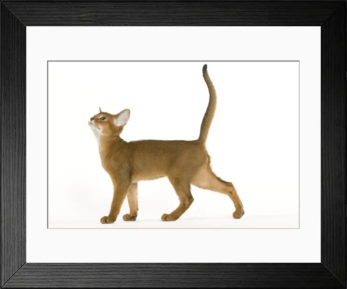 Framed Print : Cat - Abyssinian ruddy in studio Framed Print : Cat - Abyssinian ruddy in studio