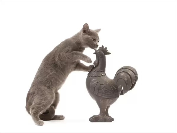 Cat - grey cat in studio investigating garden ornament of a cockerel