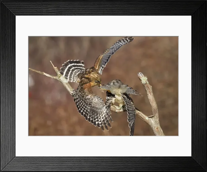 Framed Print : Red-shouldered Hawk - adult male and female - February - Connectucut - USA Framed Print : Red-shouldered Hawk - adult male and female - February - Connectucut - USA