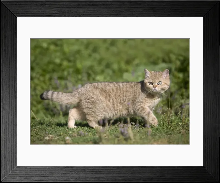 Framed Print : Cat - British shorthair Framed Print : Cat - British shorthair