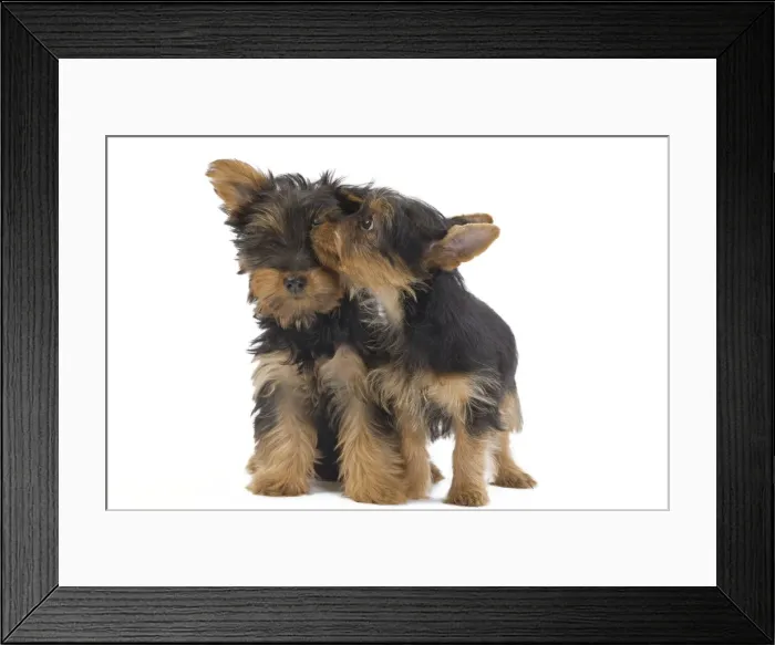 Framed Print : Dog - Australian Silky Terrier - puppies in studio. Also known as Silky Terrier or Sydney Silky Framed Print : Dog - Australian Silky Terrier - puppies in studio. Also known as Silky Terrier or Sydney Silky