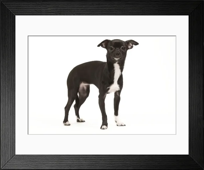 Framed Print : Dog - short-haired Chihuahua in studio - 9 month old pupppy Framed Print : Dog - short-haired Chihuahua in studio - 9 month old pupppy