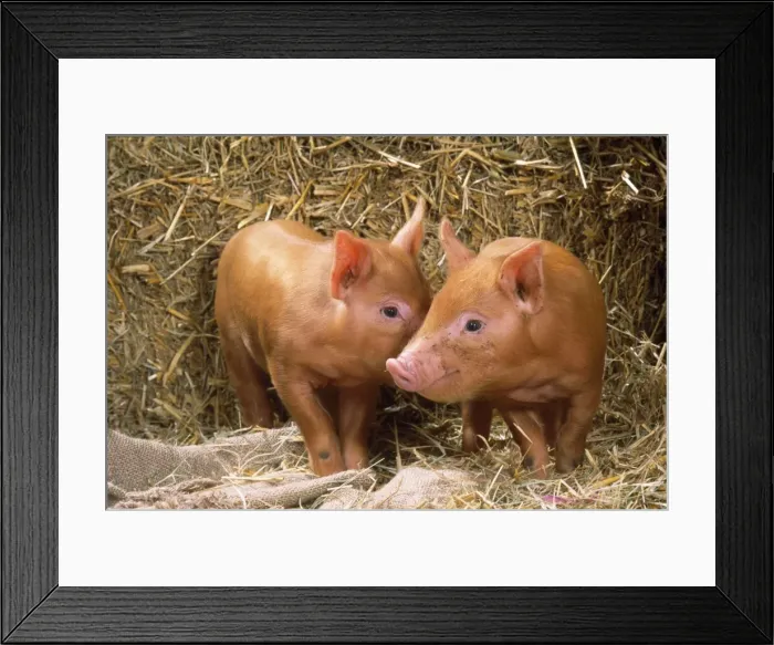 Framed Print : Tamworth Pig - piglets in straw Framed Print : Tamworth Pig - piglets in straw