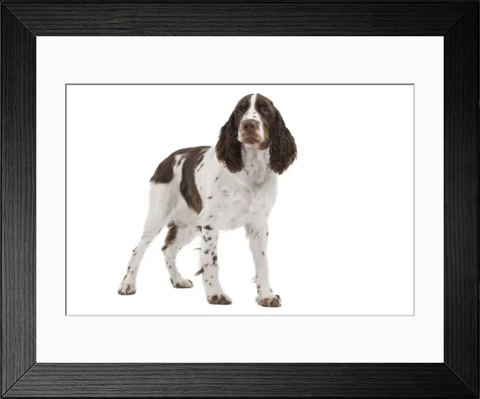 Framed Print : Dog - English Springer Spaniel in studio